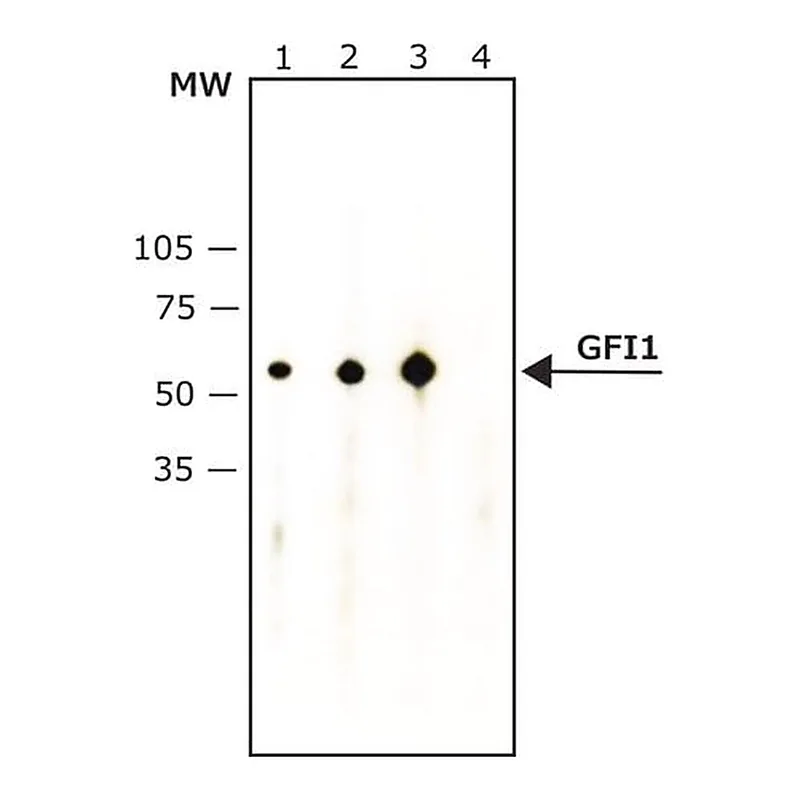 Merck Anti-Growth Factor Independence-1 antibody, Mouse monoclonal