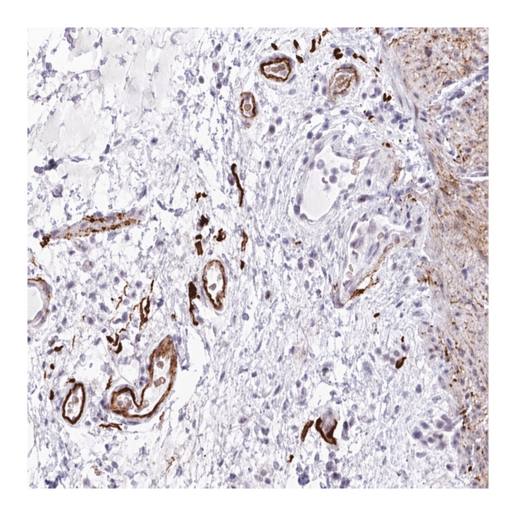 Merck Anti-TNMD antibody produced in rabbit