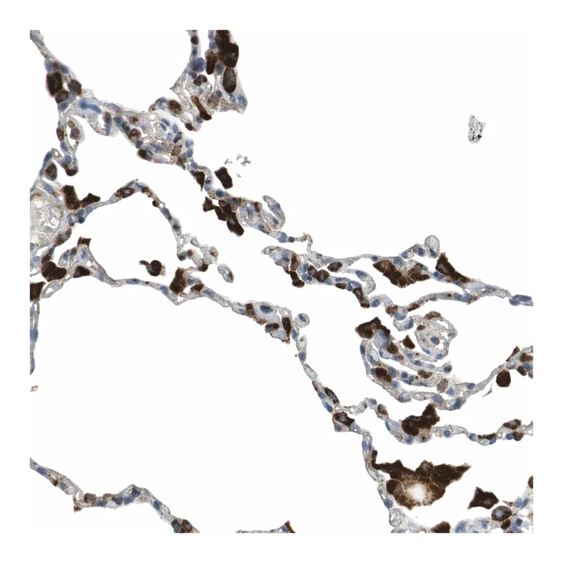 Merck Anti-LAMP1 antibody produced in rabbit