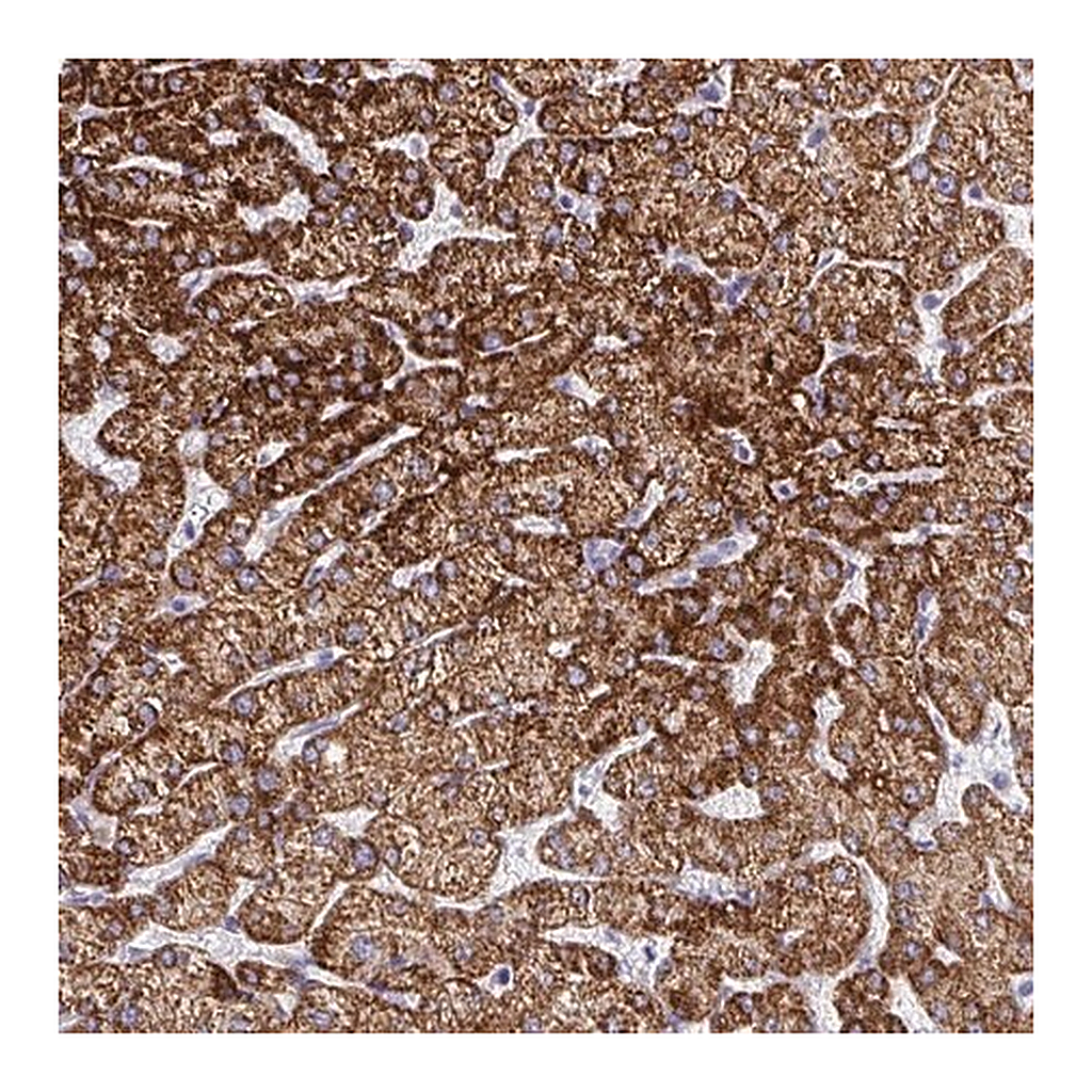 Merck Anti-ATP5C1 antibody produced in rabbit