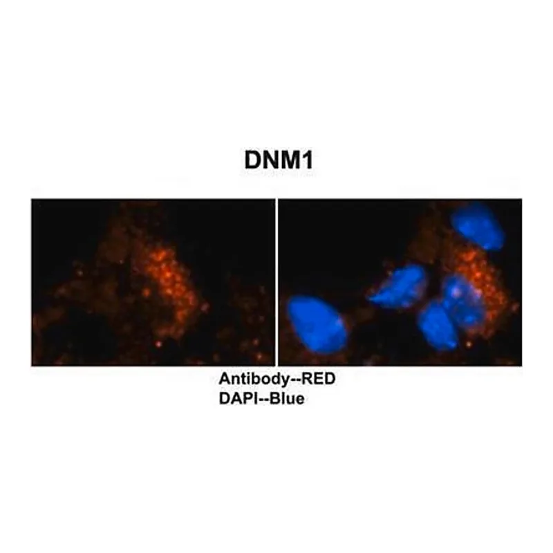 Merck Anti-DNM1 antibody produced in rabbit
