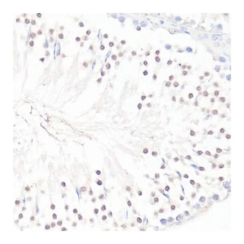 Merck ANTI-GLI1 ANTIBODY PRODUCED IN RABBIT