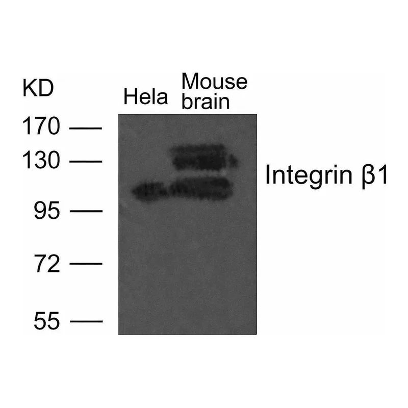 Merck Anti-Integrin beta1 antibody produced in rabbit