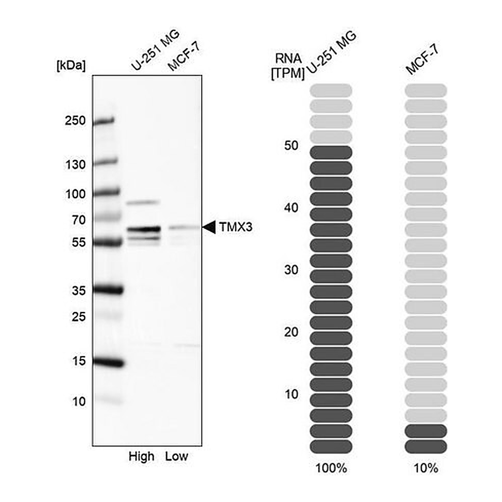 Merck Anti-TMX3 antibody produced in rabbit