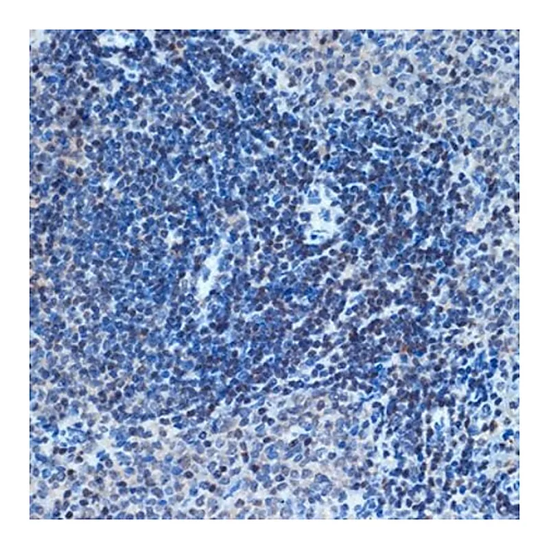 Merck Anti-CHD3 antibody produced in rabbit
