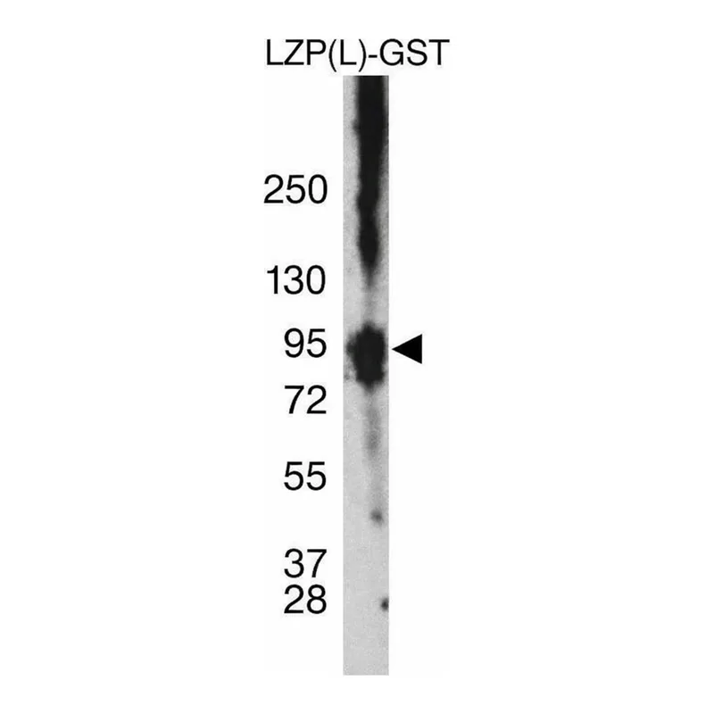Merck Anti-OIT3(L) antibody produced in rabbit