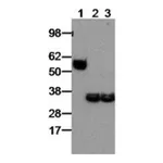 Thermo Fisher Scientific Goat anti-Rat IgG (H+L) Secondary Antibody, HRP, eBioscience