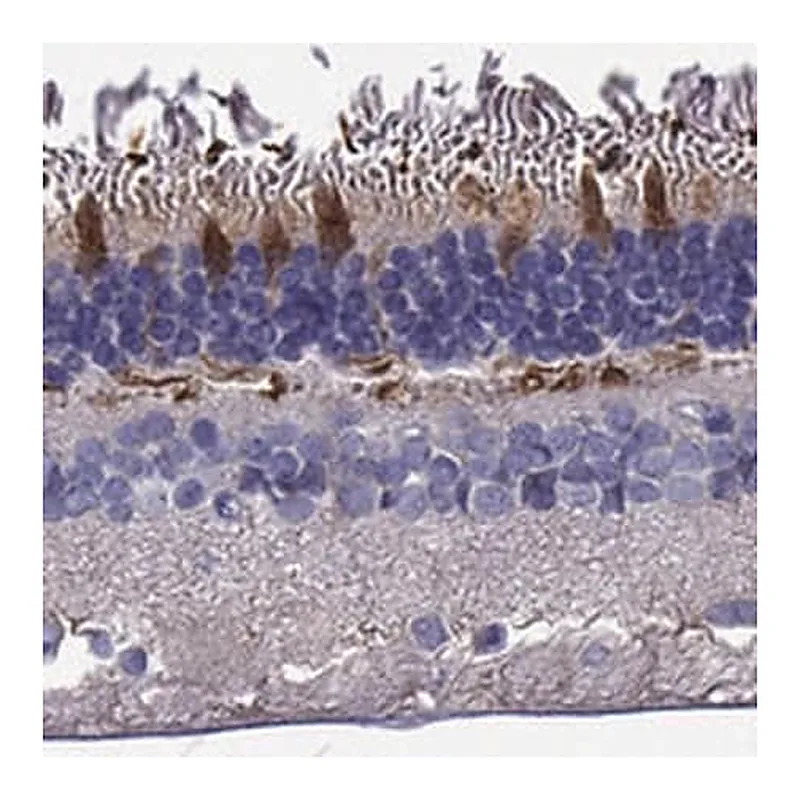 Merck Anti-GRK7 antibody produced in rabbit