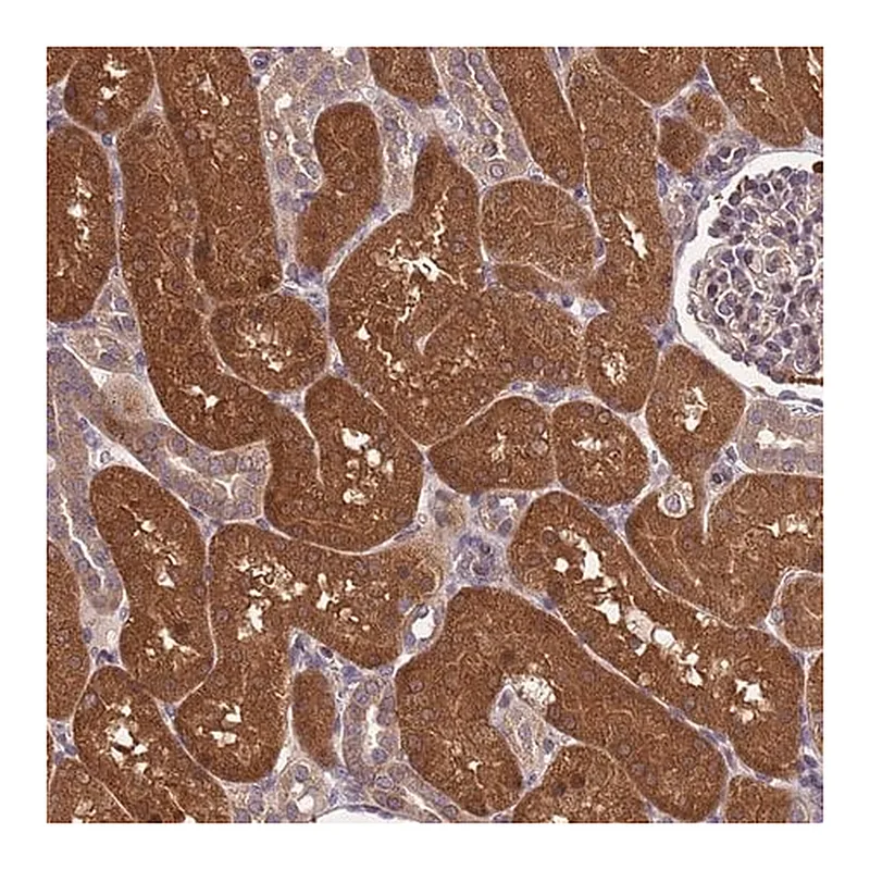 Merck Anti-PPP2CA antibody produced in rabbit