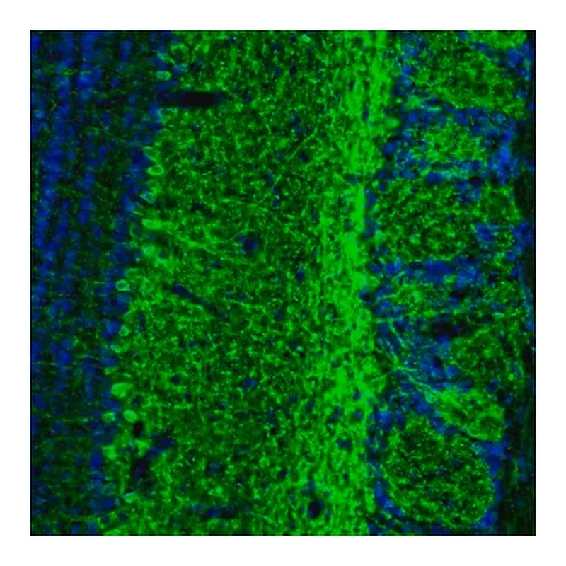 Merck Anti-GABRA3 antibody produced in rabbit