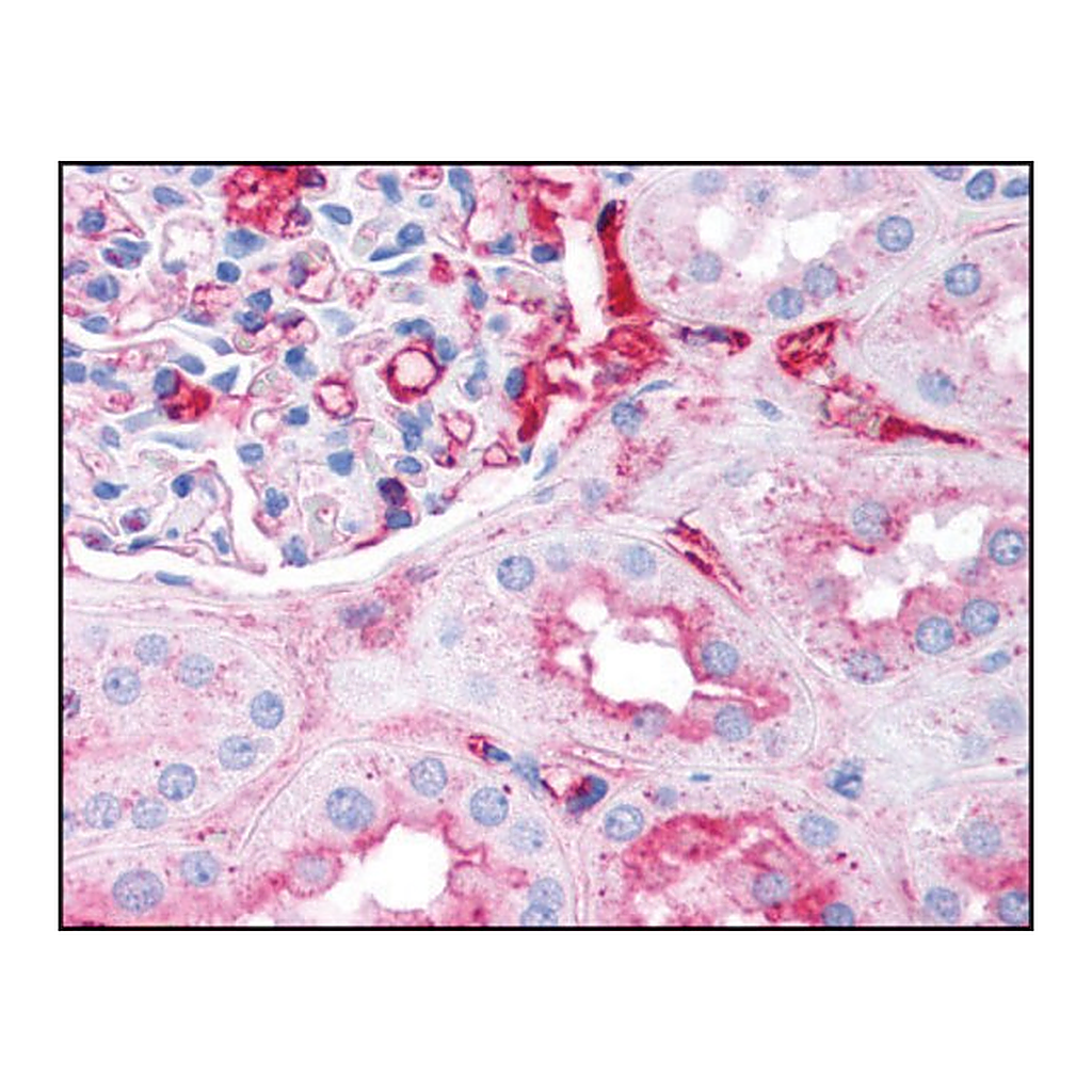 Merck Anti-Fibrinogen (AB2) antibody produced in goat