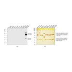 Thermo Fisher Scientific Goat anti-Mouse IgG3 Cross-Adsorbed Secondary Antibody, HRP
