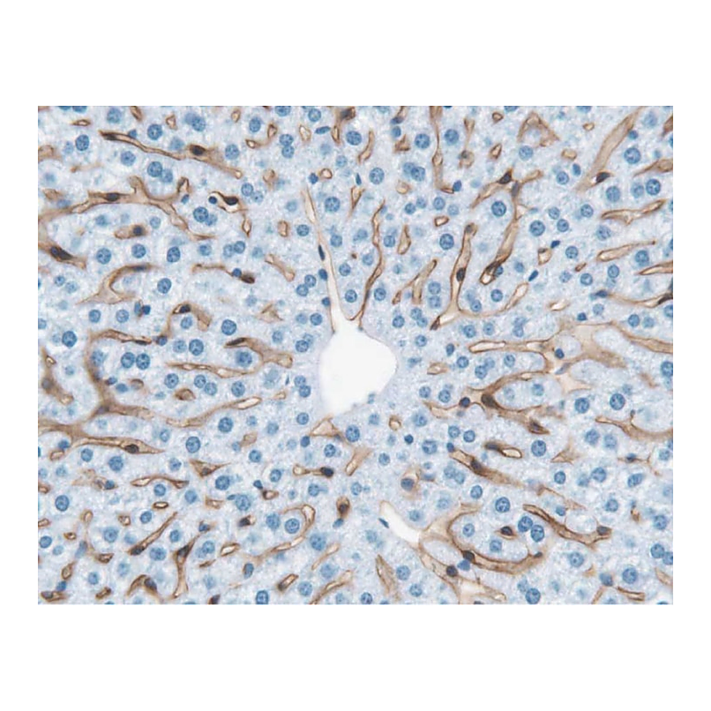 BD Purified Rat Anti-Mouse VEGFR-3