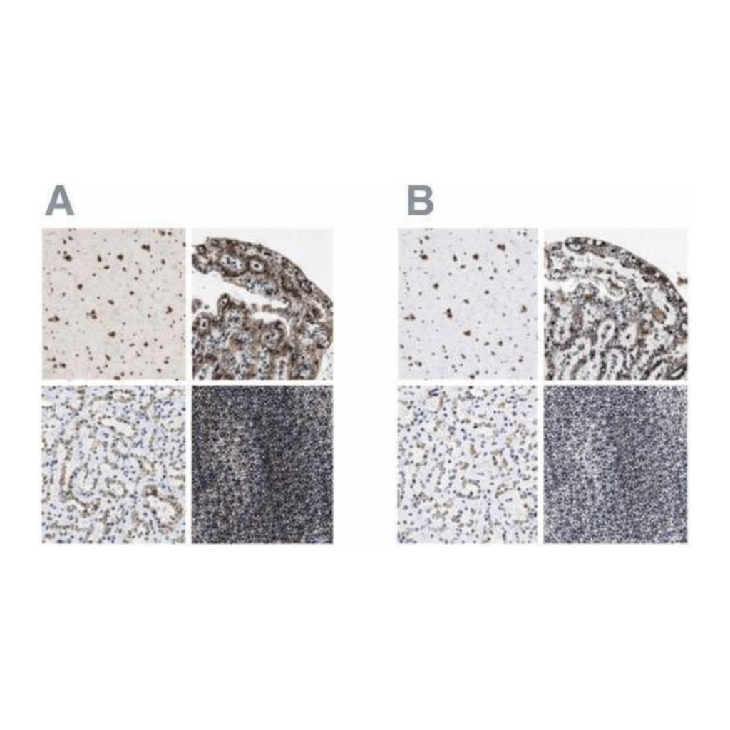 Merck Anti-LUC7L3 antibody produced in rabbit