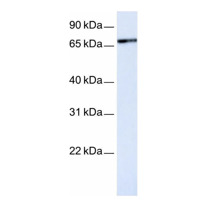 Merck Anti-UNC5A antibody produced in rabbit