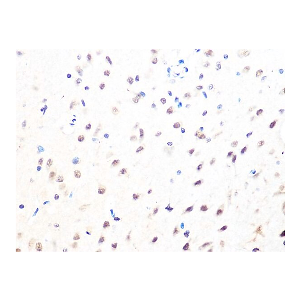 Merck Anti-MAD2B/MAD2L2 antibody produced in rabbit
