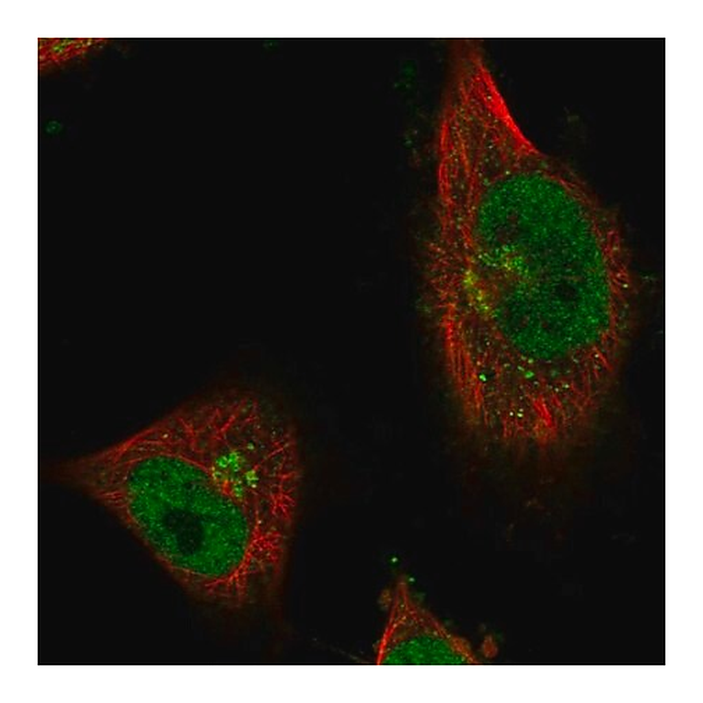 Merck Anti-CWF19L1 antibody produced in rabbit