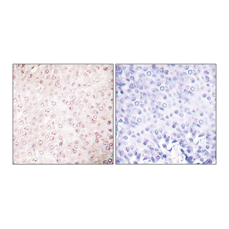 Merck Anti-p300 antibody produced in rabbit
