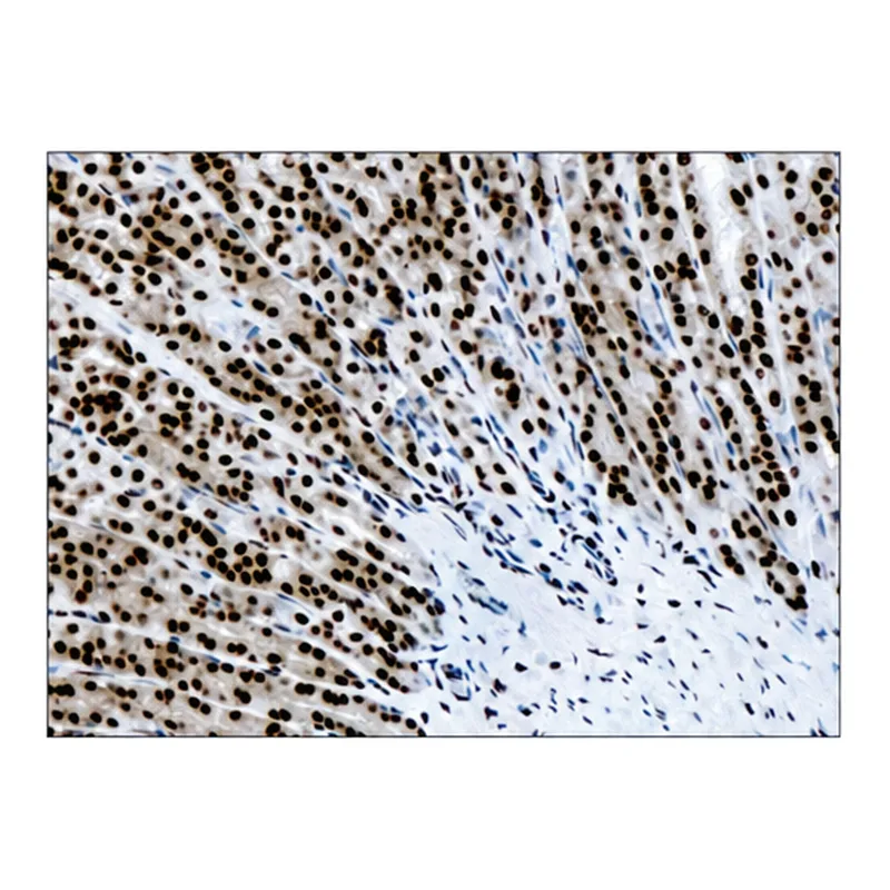 Merck Anti-methyl-Histone H3 (Me-Lys4) antibody produced in rabbit
