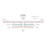 Merck FIBRINOGEN TYPE I-S: FROM BOVINE PLASMA