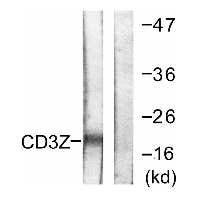 Merck Anti-CD3 zeta antibody produced in rabbit