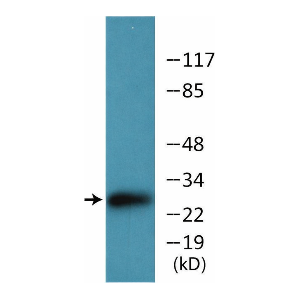 Merck Anti-phospho-CD28 (pTyr218) antibody produced in rabbit