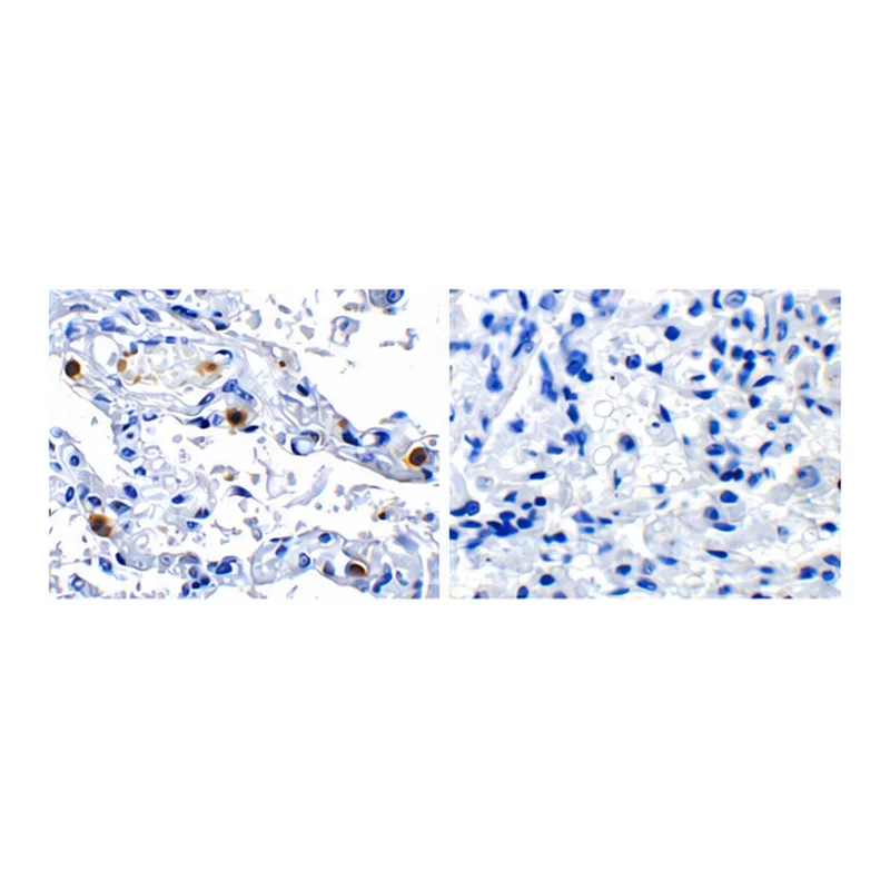 Merck Anti-SARS-CoV-2 (COVID-19) NSP16 antibody produced in rabbit