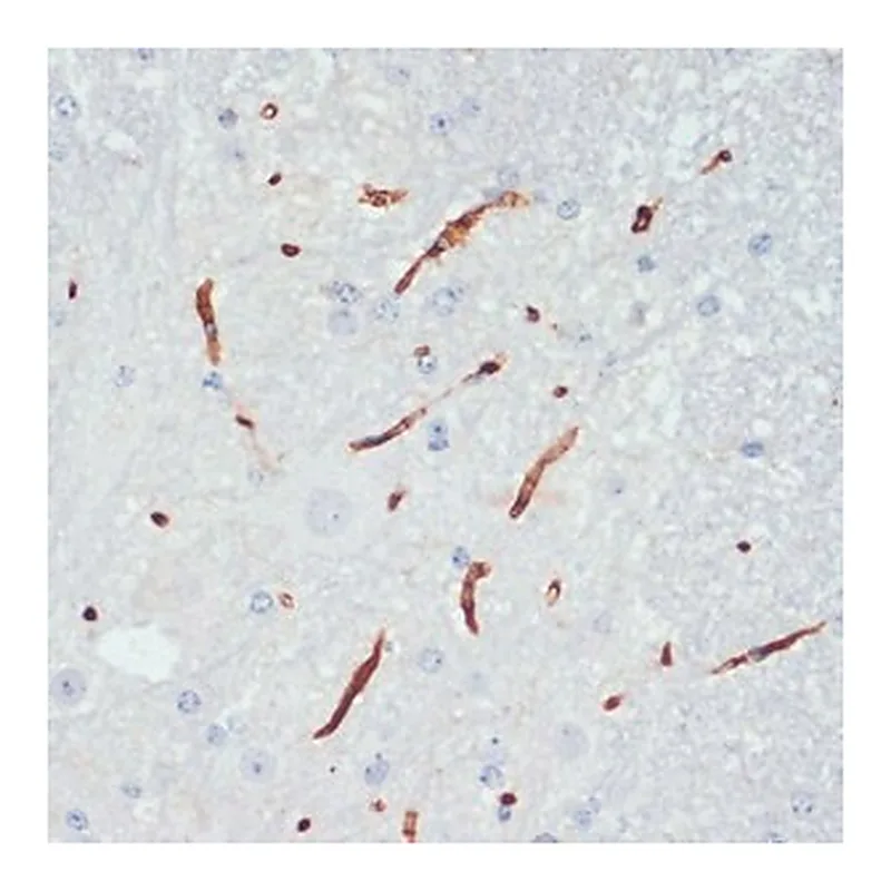 Merck ANTI-PHOSPHO-ENOS-S1177 ANTIBODY PRODUC&