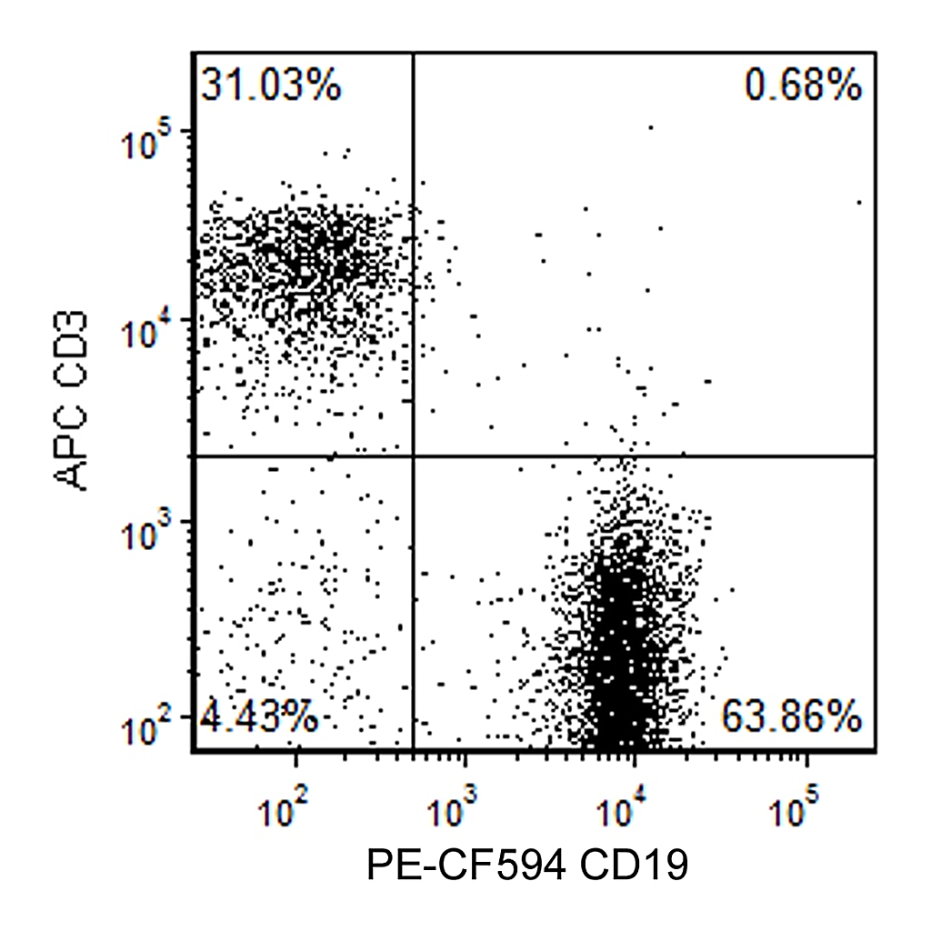 BD PE-CF594 Rat Anti-Mouse CD19