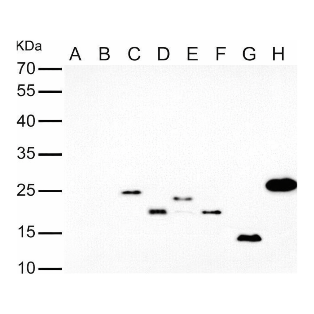 Merck Monoclonal Anti-6X His tag antibody produced in mouse