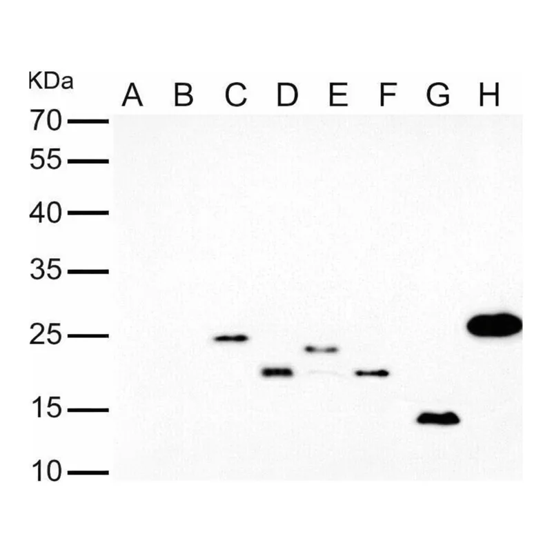 Merck Monoclonal Anti-6X His tag antibody produced in mouse