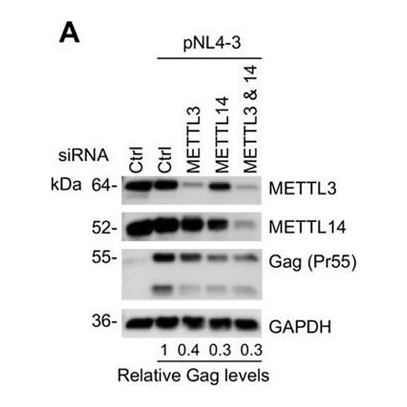 Merck ANTI-METTL14