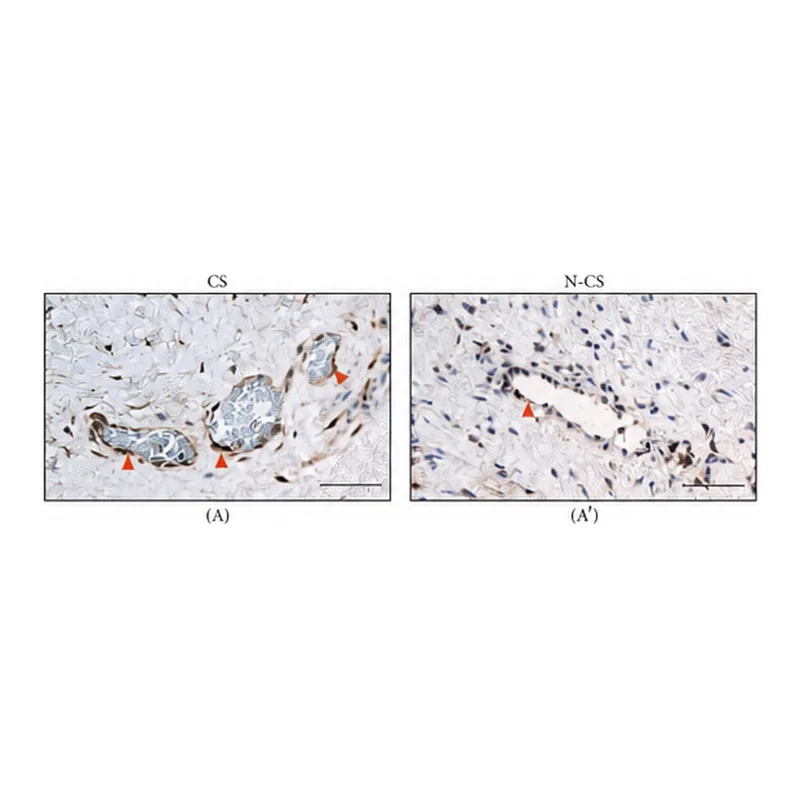 Merck Anti-PTGES antibody produced in rabbit