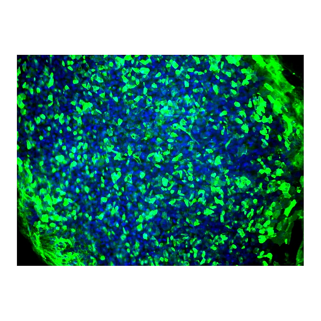 BD Alexa Fluor® 647 Mouse anti-Human TRA-1-81 Antigen