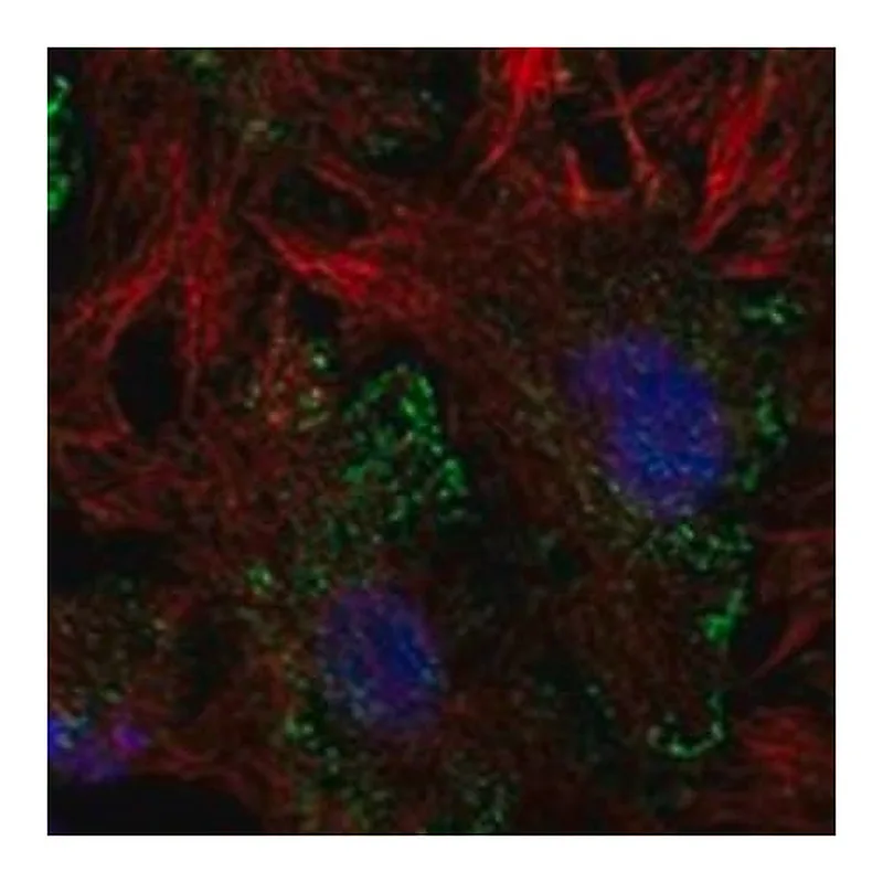 Merck Anti-LHFPL2 antibody produced in rabbit