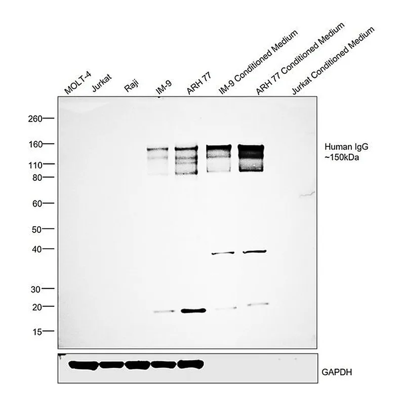 Thermo Fisher Scientific Goat anti-Human IgG (H+L) Secondary Antibody, HRP