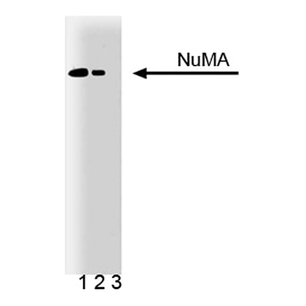 BD Purified Mouse Anti- NuMA