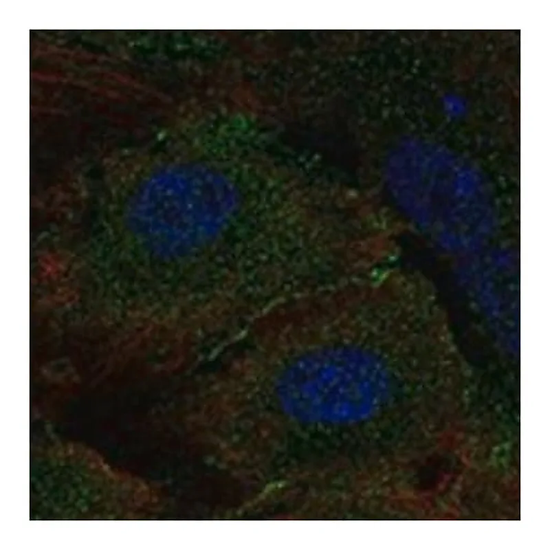Merck Anti-MLKL antibody produced in rabbit