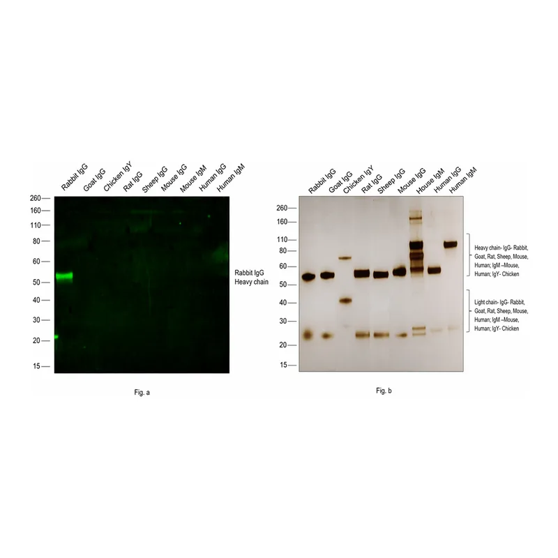 Thermo Fisher Scientific Chicken anti-Rabbit IgG (H+L) Cross-Adsorbed Secondary Antibody, Alexa Fluor 488