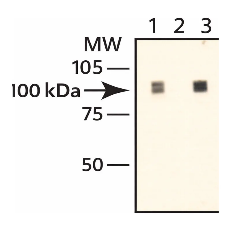 Merck Anti-PM/Scl-100 antibody produced in rabbit