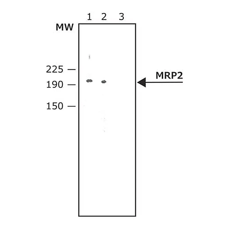 Merck Anti-MRP2 antibody produced in rabbit
