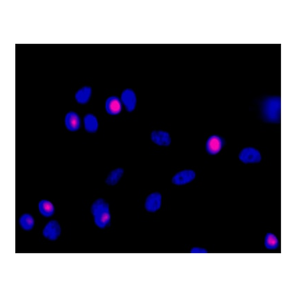 BD Alexa Fluor® 647 Rat anti-Histone H3 (pS28)
