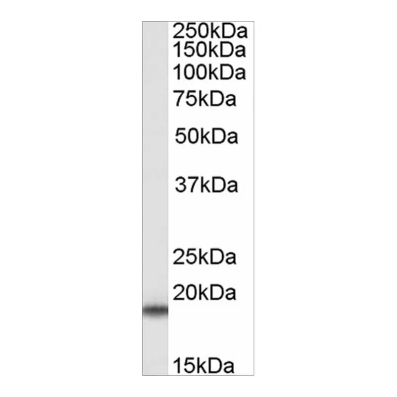 Merck Anti-SOD1 antibody produced in goat