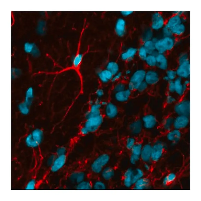 Merck Anti-Rabbit IgG (H+L), F(ab')2 fragment, CF(TM)594 antibody produced in goat
