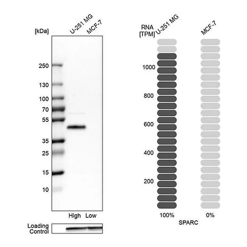 Merck Anti-SPARC antibody produced in rabbit