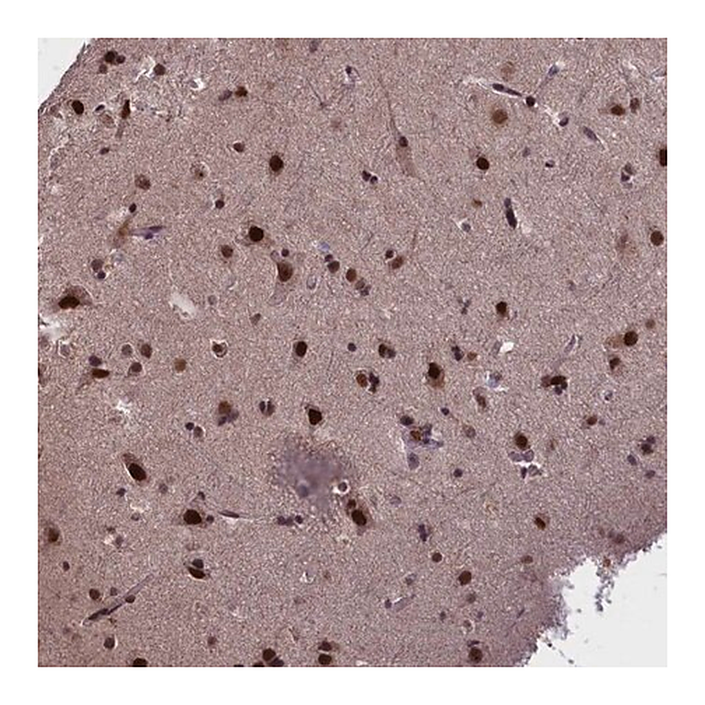 Merck Anti-RELB antibody produced in rabbit