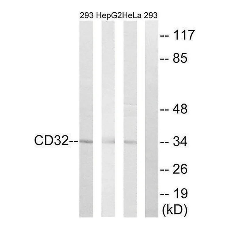 Merck Anti-CD32 antibody produced in rabbit