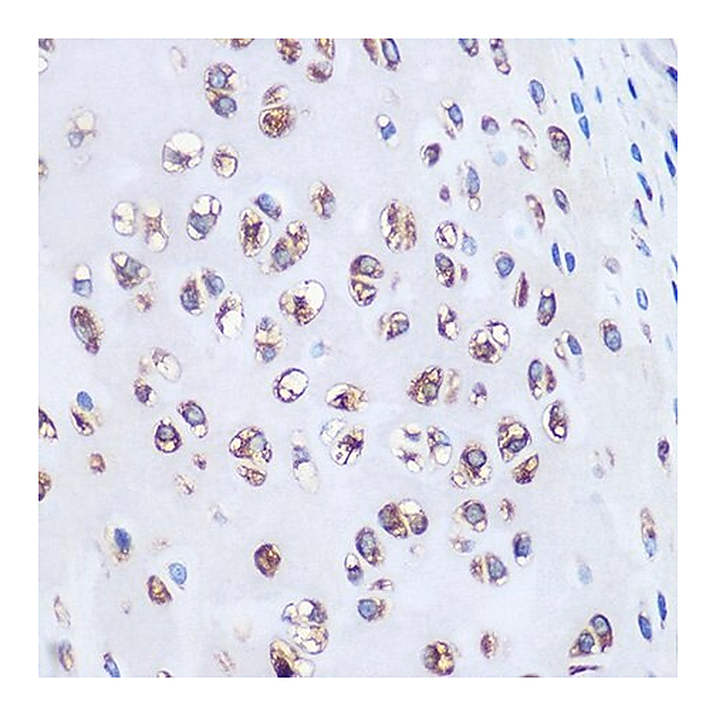 Merck Anti-Aggrecan antibody produced in rabbit