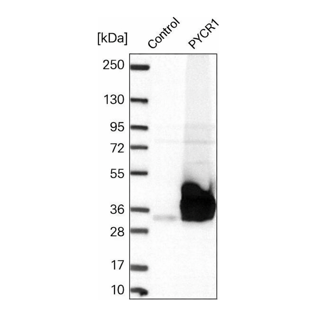 Merck Anti-PYCR1 antibody produced in rabbit