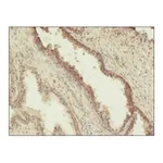 Merck MONOCLONAL ANTI-PHOSPHOTHREONINE, CLONE&